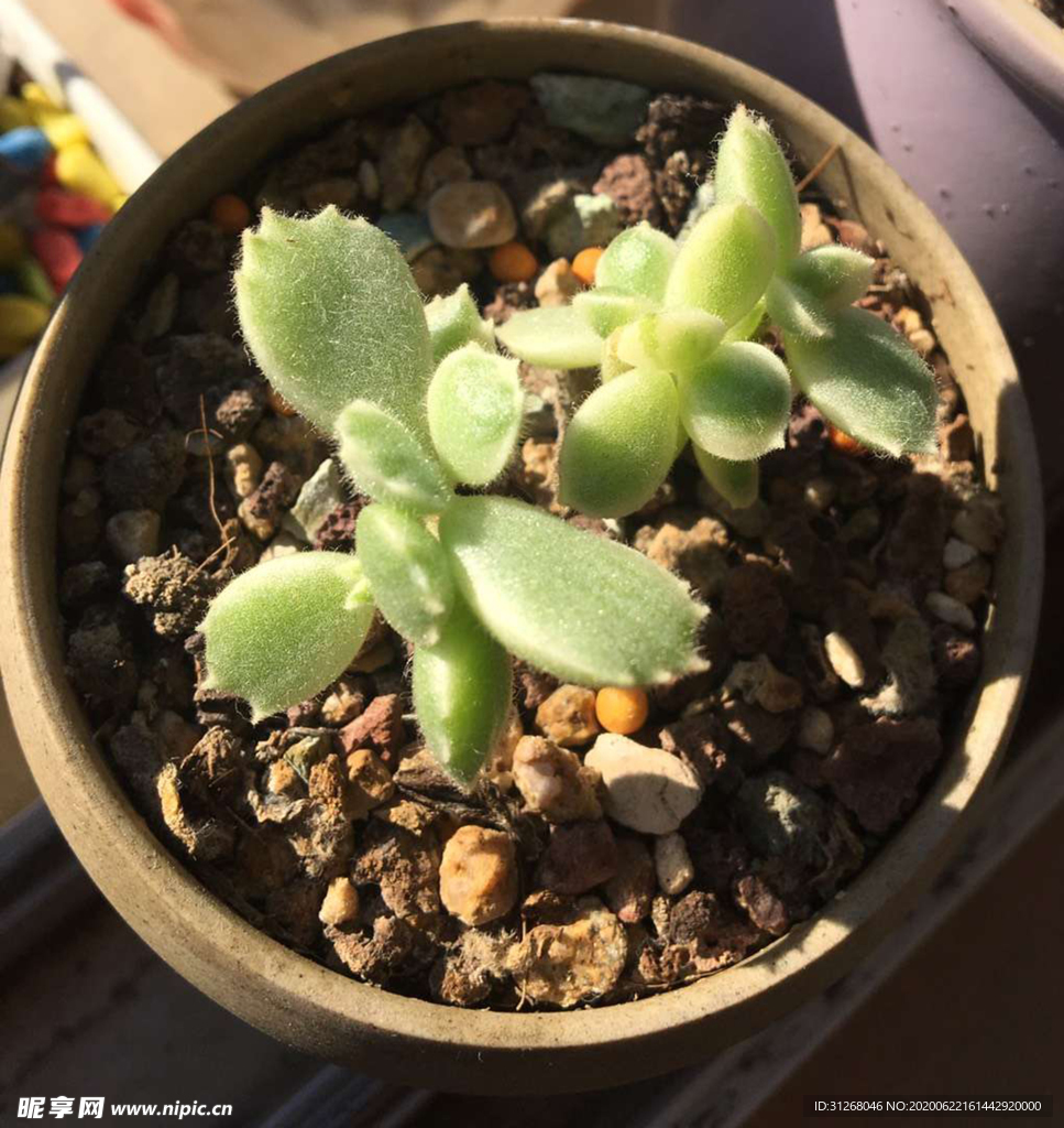 多肉植物
