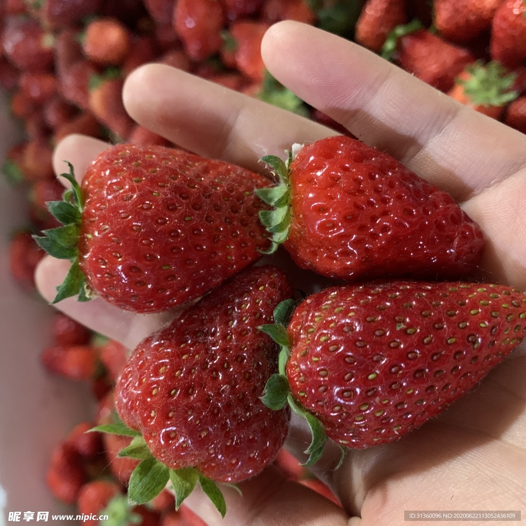 草莓
