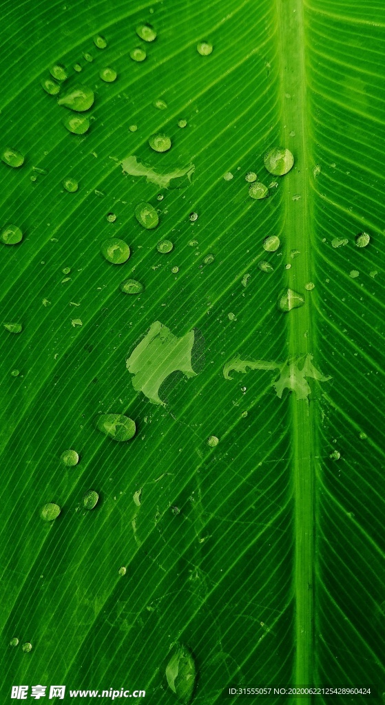 叶子上的雨露