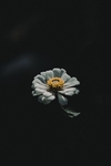花草