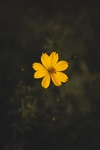 花草