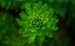 花草