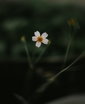 花草