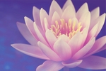 花草