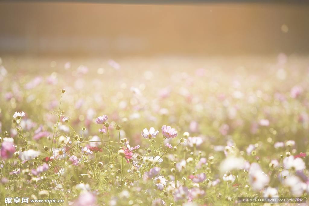 花草