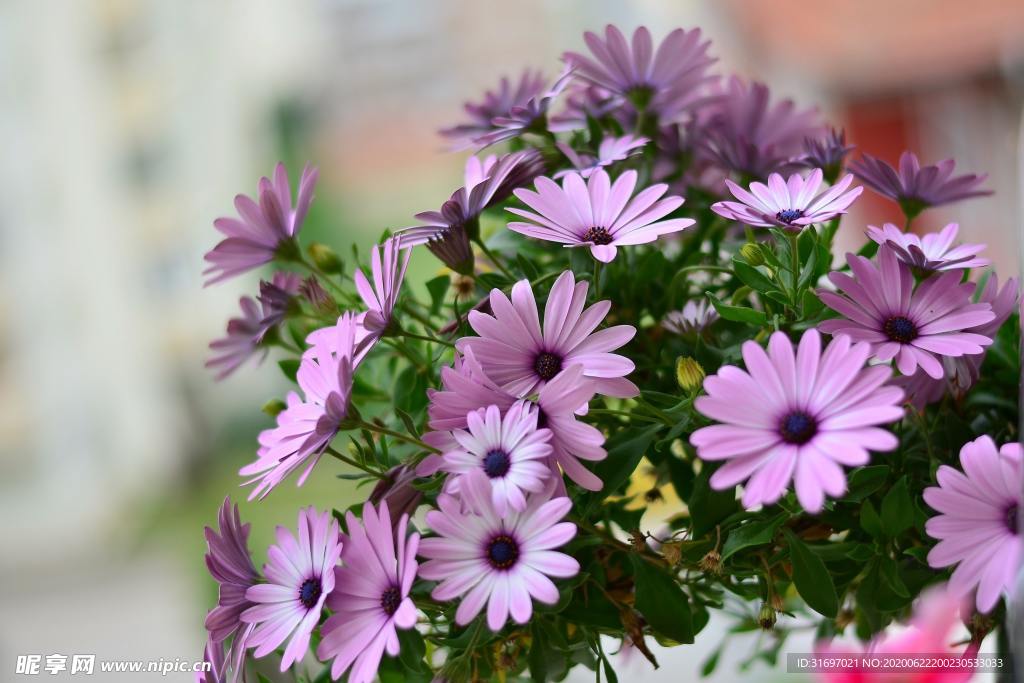 花草