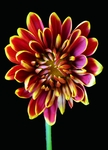 花草