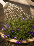 花草