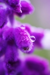 花草