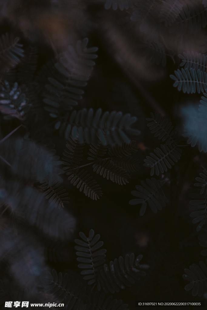 花草
