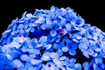 花草