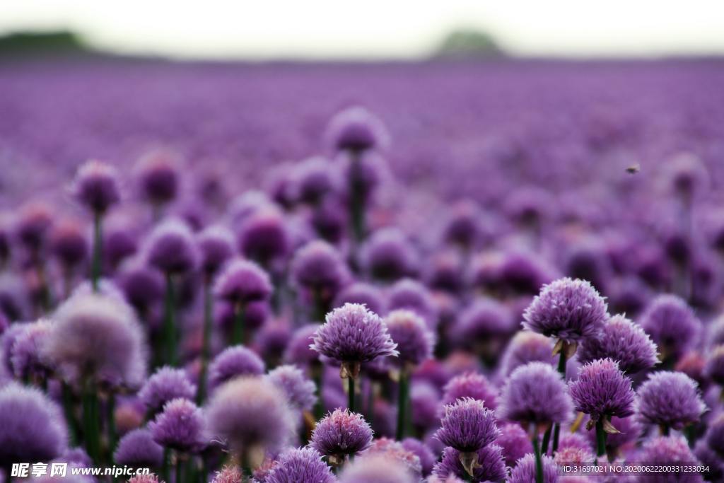 花草