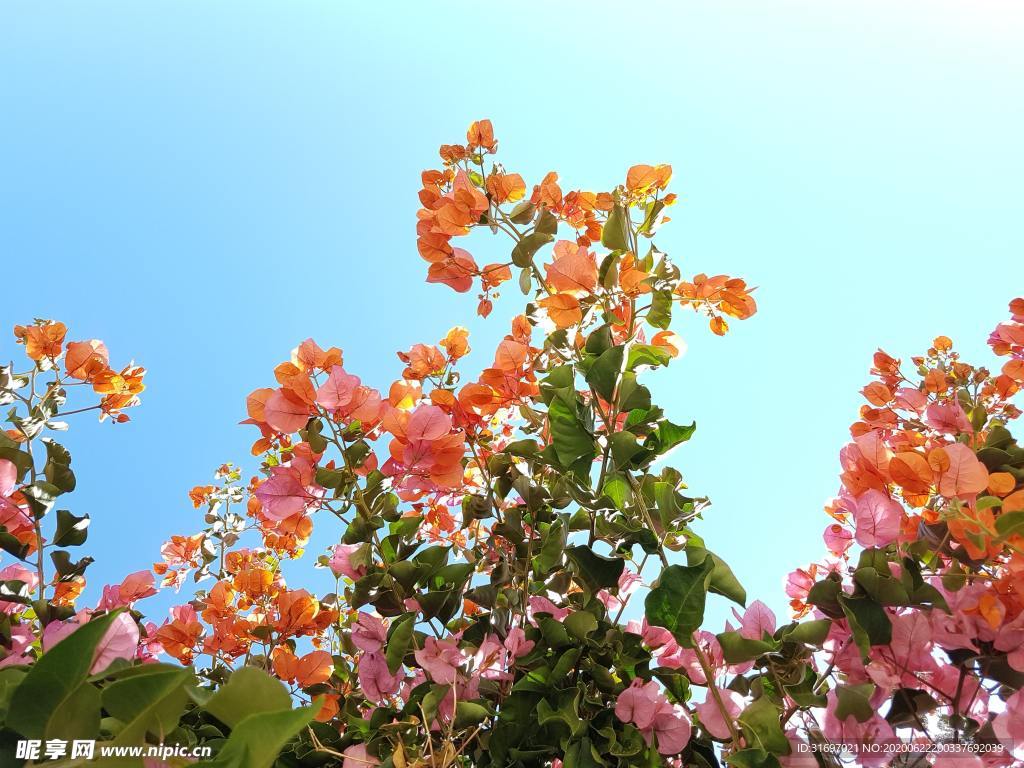 花草