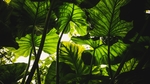 植物