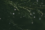 植物