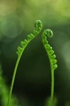 植物