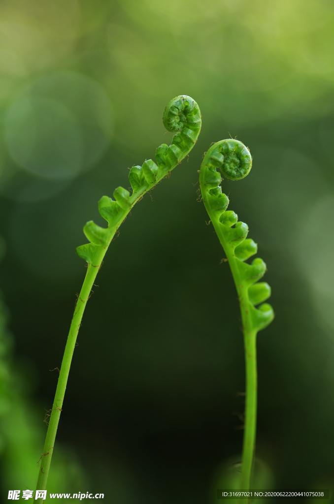 植物