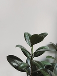 植物