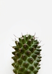 植物