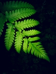 植物