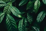 植物