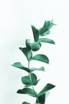 植物
