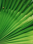 植物
