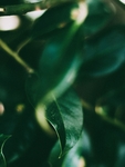植物