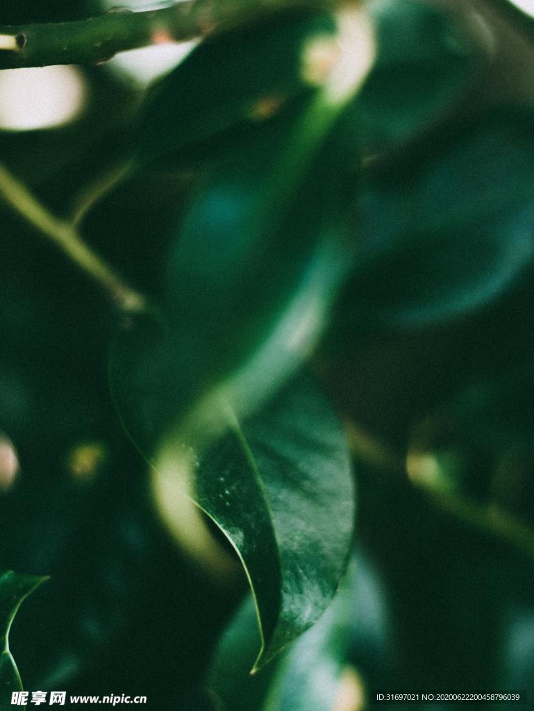 植物