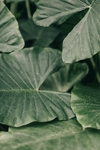 植物