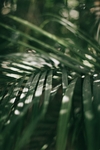 植物