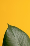 植物