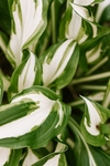植物