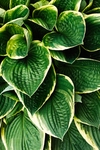 植物