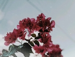 植物