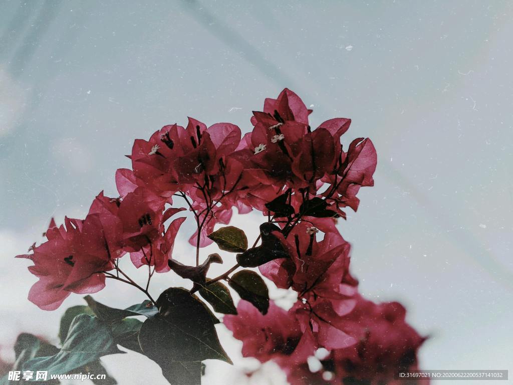 植物