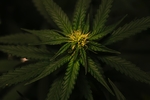植物