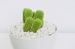 植物
