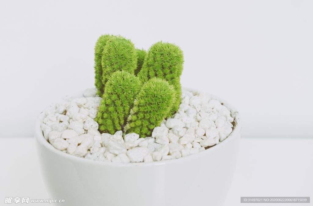 植物