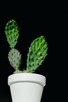 植物