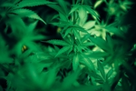 植物