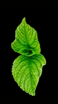 植物