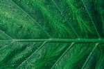 植物