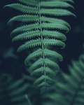 植物