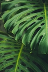 植物