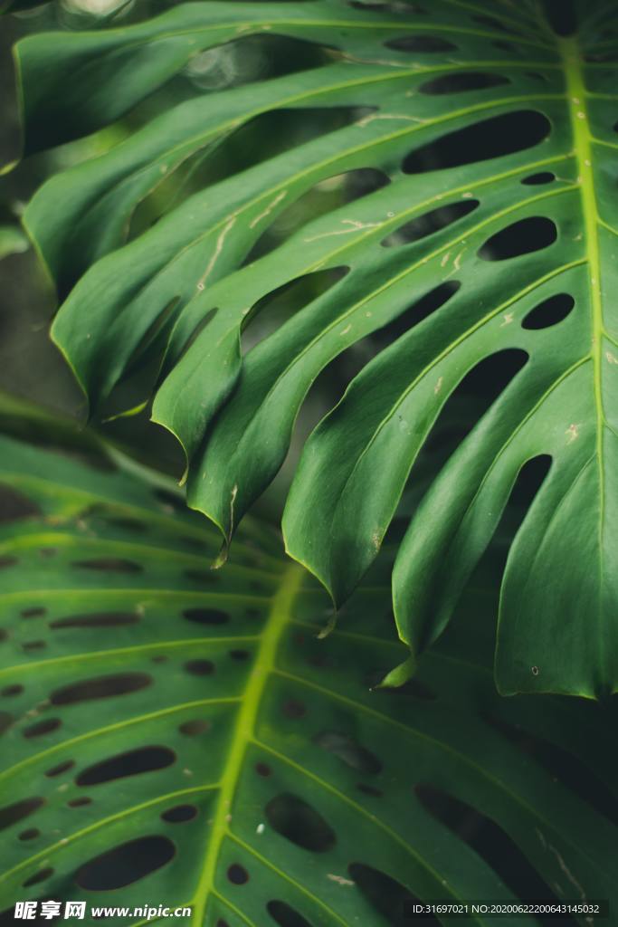 植物