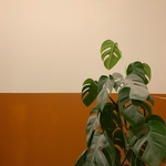 植物