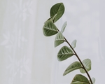 植物