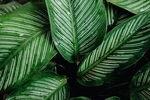 植物