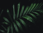 植物